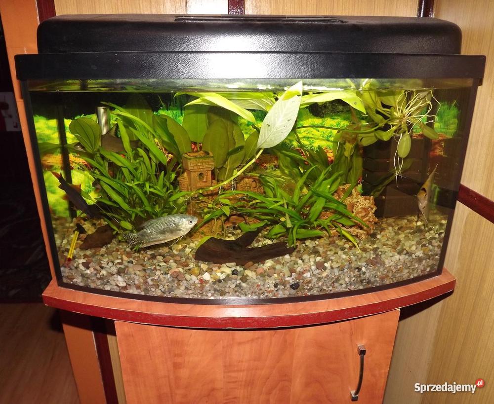 AKWARIUM 60l szafka Myszków