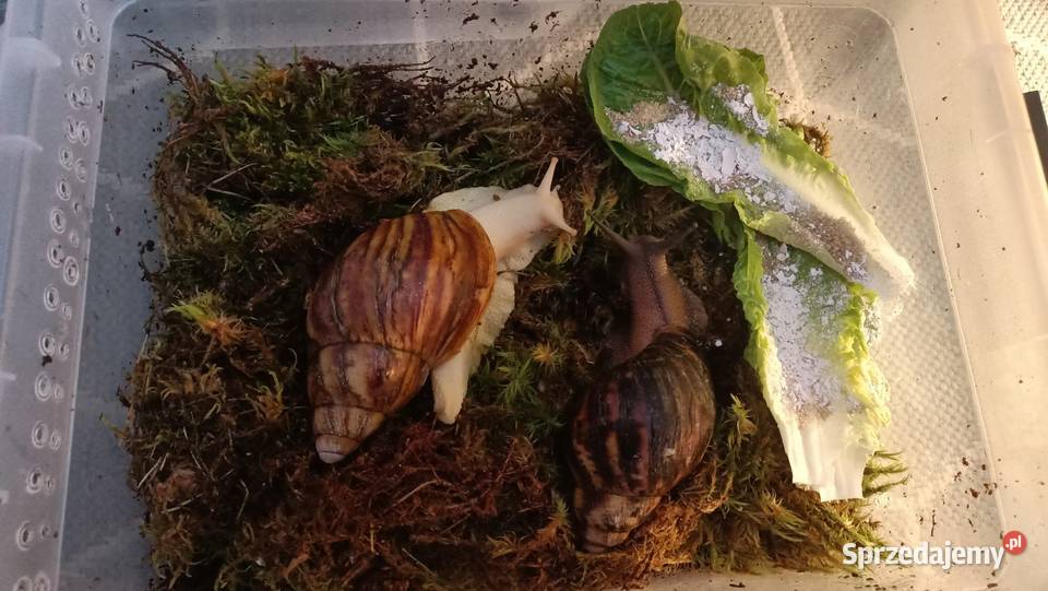 Ślimaki afrykańskie Warszawa