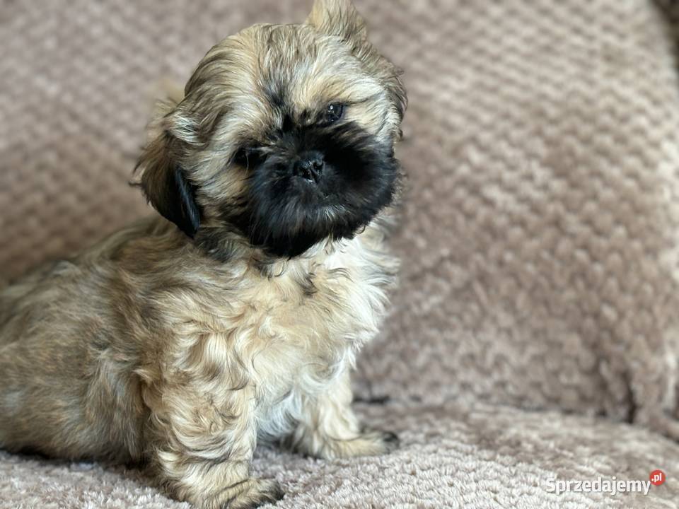 Szczenięta shih tzu Korzeńsko