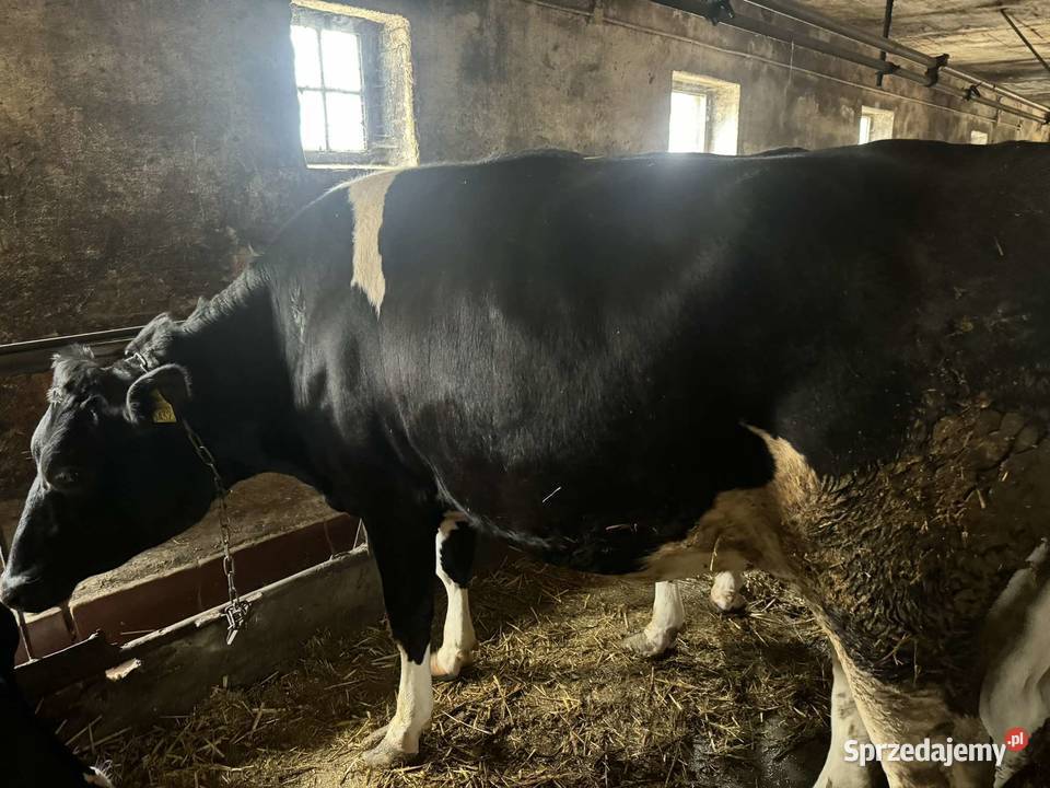 Jałówki Krowy wysoko cielne likwidacja stada Bądkowo sprzedam
