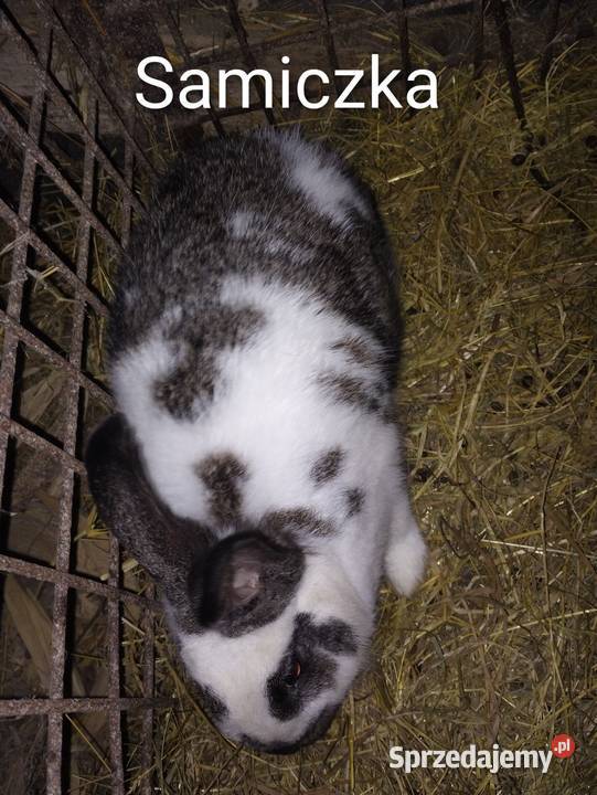 Sprzedam Króliki srokacze Trzcianka sprzedam