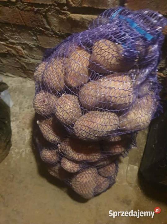 Ziemniaki Bellarosa na sprzedaż Wrzawy