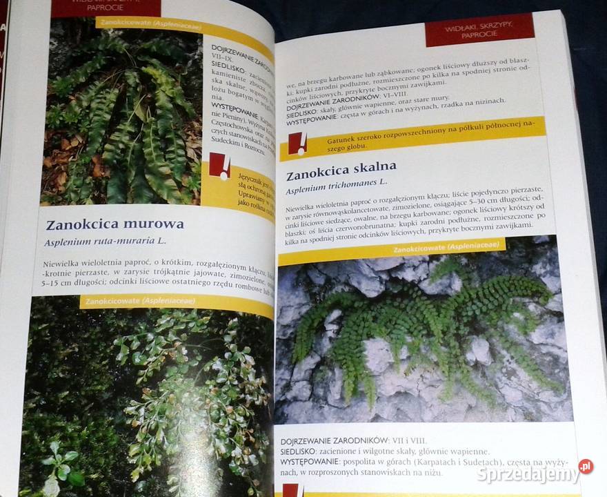 Atlas roślin Pascal Renata KrzyściakKosińska M miękka Chełm sprzedam