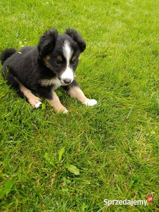 Piesek Border Collie Szczaworyż