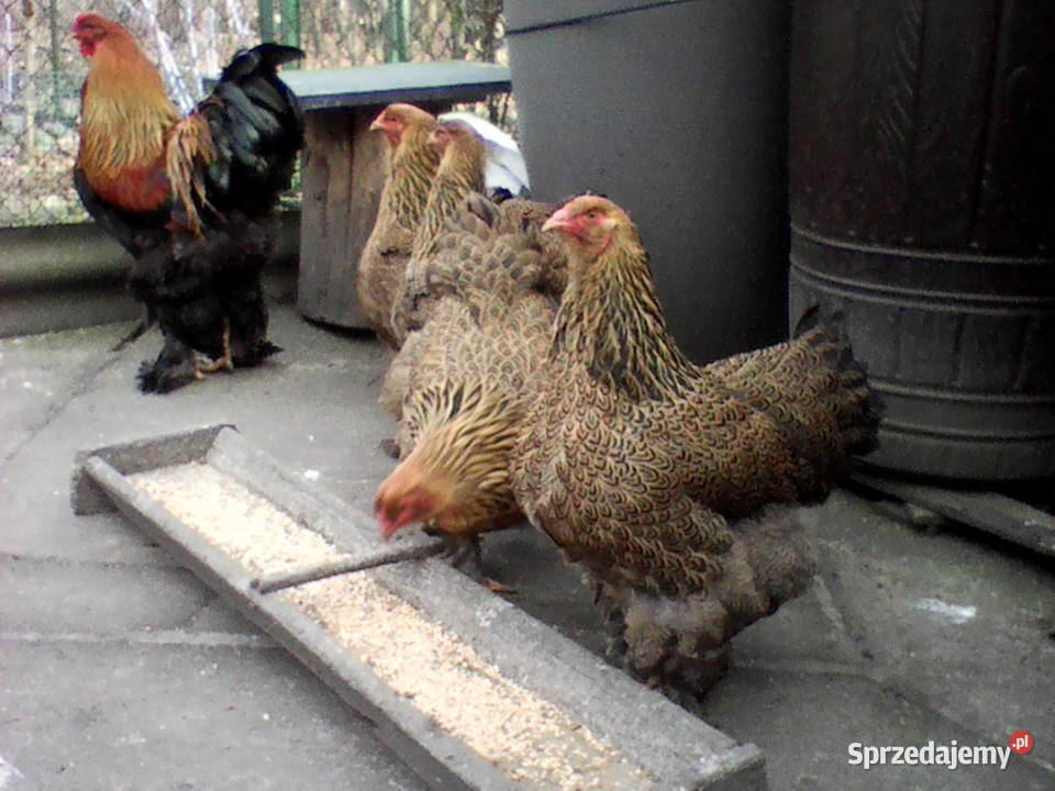 jaja lęgowe Brahma olbrzymia złotofalista ODBIÓR sprzedam