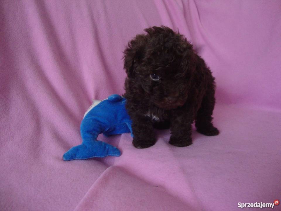 bolończyk kolorowy piesek czekoladowy Kościan