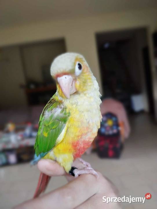 Rudosterka Myślenice