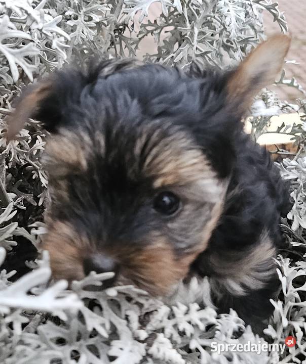 Yorkshire Terrier pies pomorskie Somonino