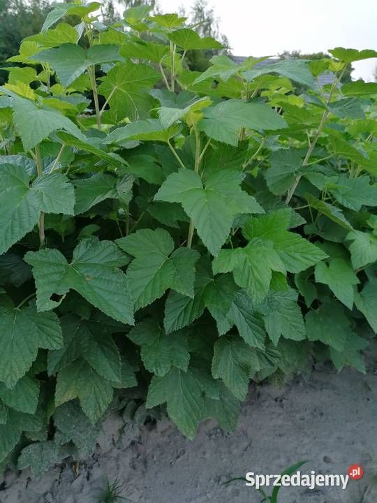 Sprzedam sadzonki porzeczki czarnej Bochotnica sprzedam