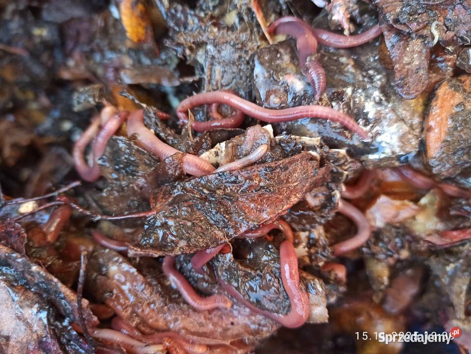 Czerwone robaki wędkarzy zachodniopomorskie Koszalin