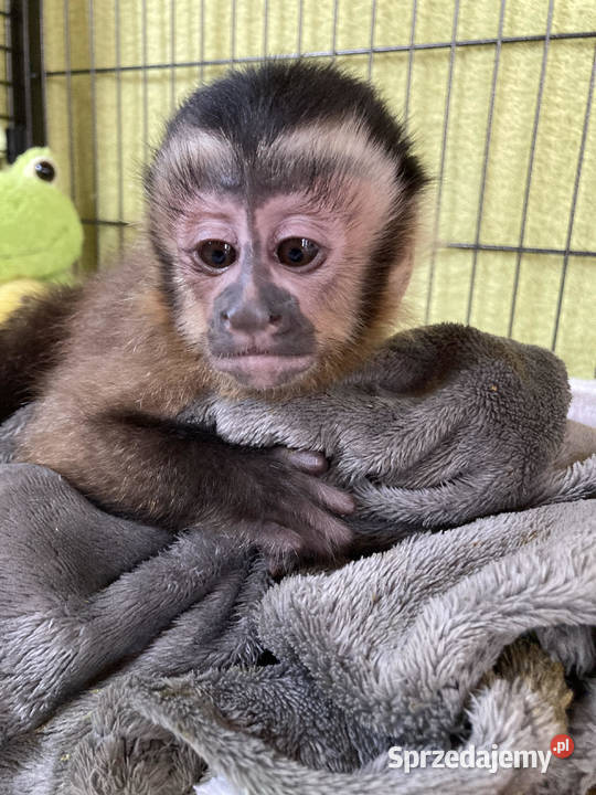 Małkpa kapucynka czubata zachodniopomorskie