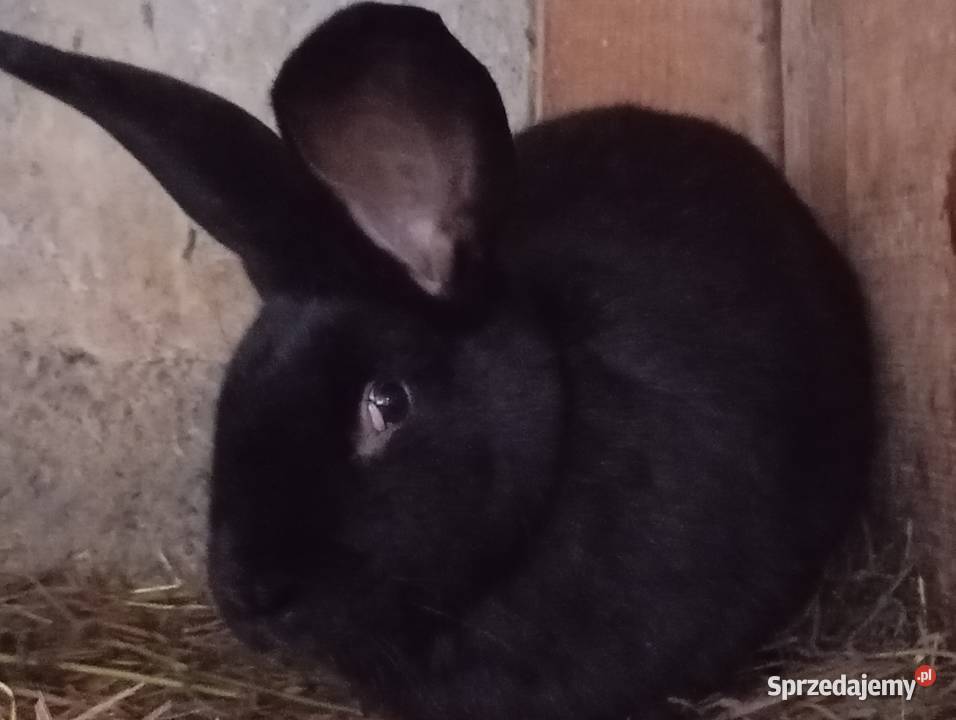 Króliki Srokacze Pokrzywnica