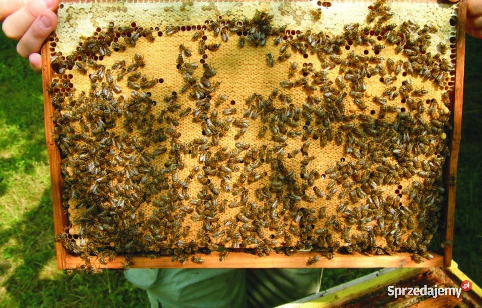 ROJE SILNE ODKŁADY PSZCZELE MAJ 2025 RODZINY sprzedam