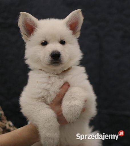 Bialy Owczarek Szwajcarski FCI ZWOLNILY się Psy Bytom