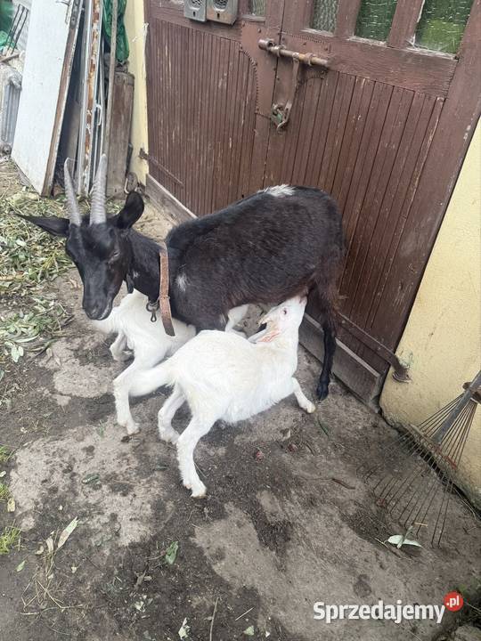 Młode kozy z mlekiem i koziołki świętokrzyskie