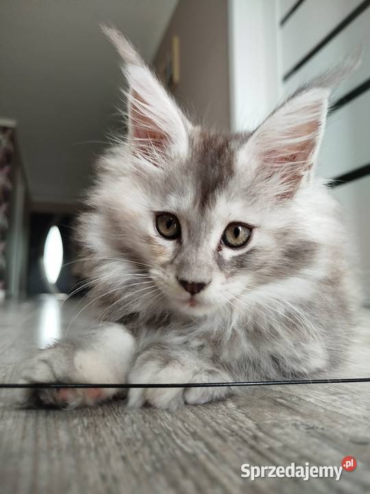 Jasmine kotka Maine Coon Szembruk