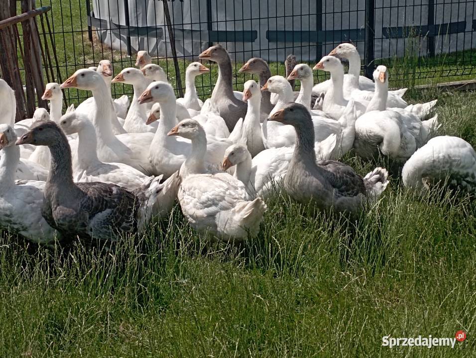 Gęsi ODCHOWANE Rasy Kołudzkiej i Landes śląskie Golasowice