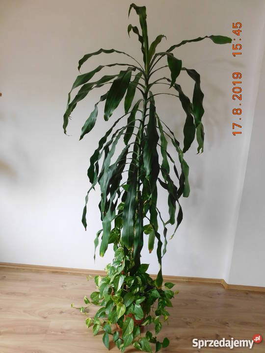 Sprzedam dracenę Wrocław