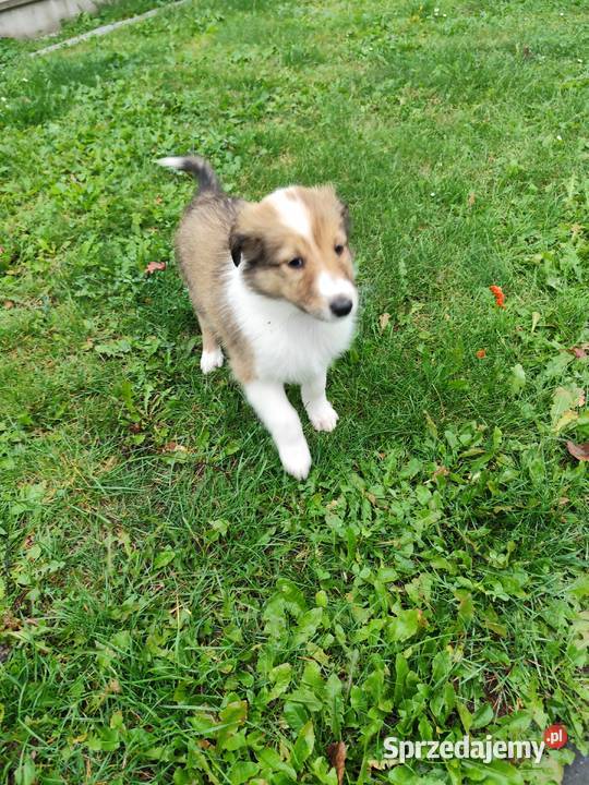 Owczarek Szkocki Collie Oświęcim