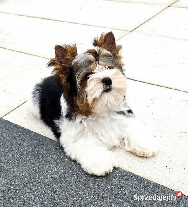 Malutki piesek 100 Biewer Yorkshire Terrier Do Orzesze