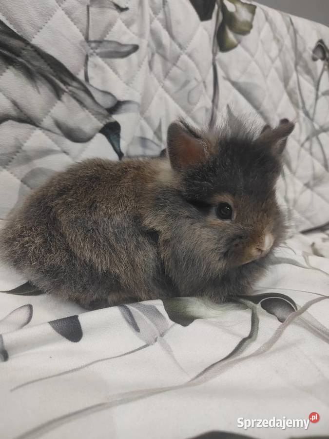 Królik miniaturka baranek lewek samiczka samiec Łodygowice