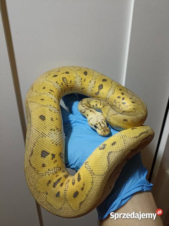 Pytony królewskie Warszawa