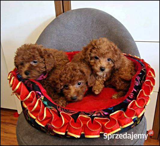 Pudel Pudelki red Częstochowa