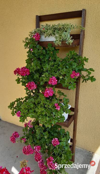 Kwietnik opierany biały brąz pomorskie Rytel