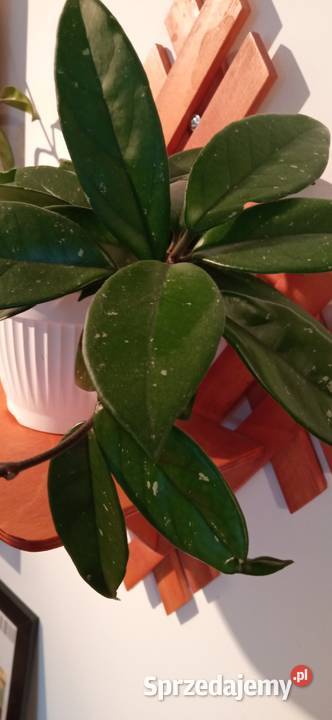 Hoya carnosa roślina pnąca domowy Kwiat Nowy Sącz