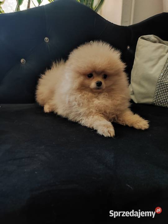 Pomeranian piesek Bolesławiec