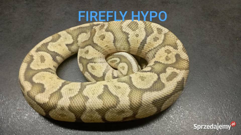 Pytony królewskie dorosłe Pruszków sprzedam