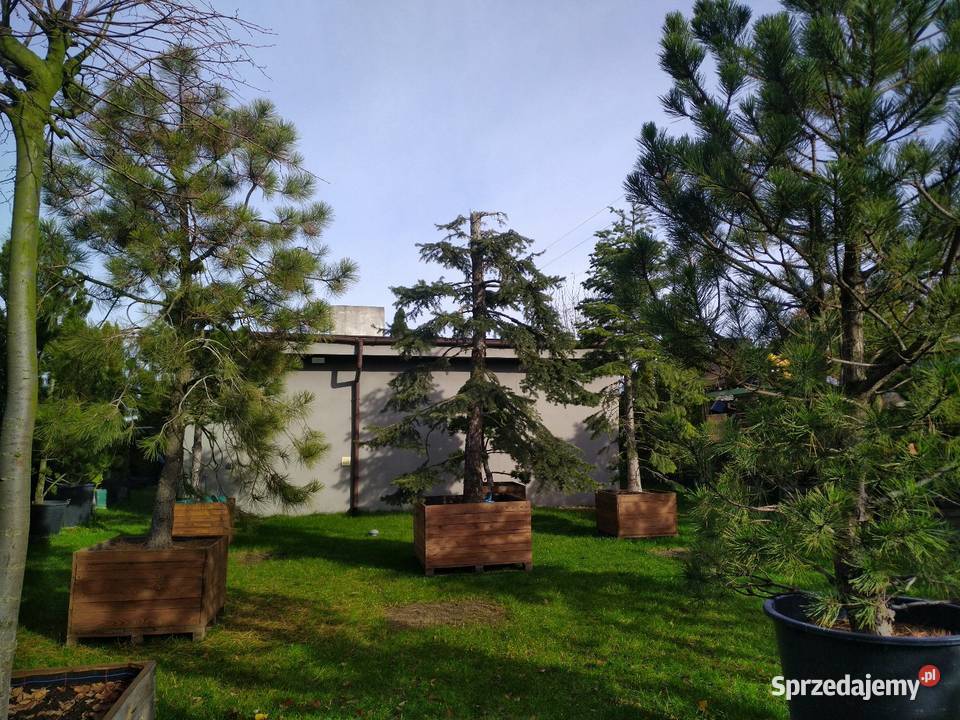 Sosna bośniacka 35 4m w donicy 160l