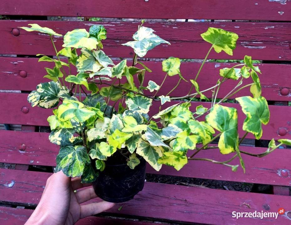 Zwraca uwagę dekoracyjny bluszcz żółtozielony małopolskie Kraków