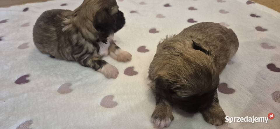 Shis tzu podkarpackie Pilzno sprzedam