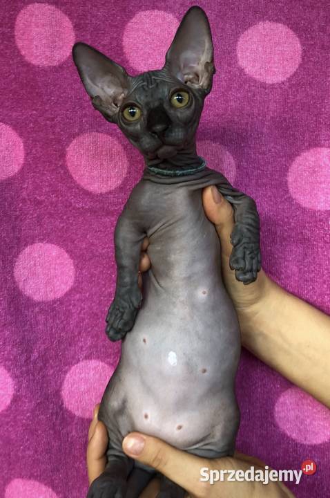 3 Kocurki kastracji 3 do 2l Płatna Adopcja Sph Warszawa