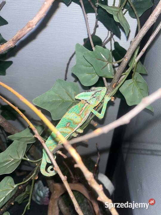 węże zbożowe kameleon jemeński z terrariami Turek sprzedam