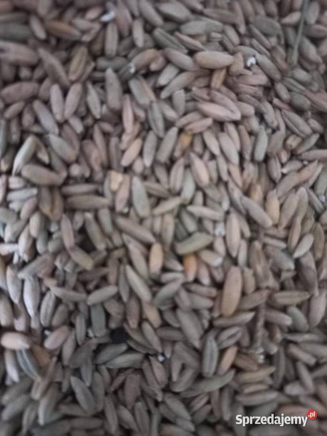 Sprzedam Żyto Karpin