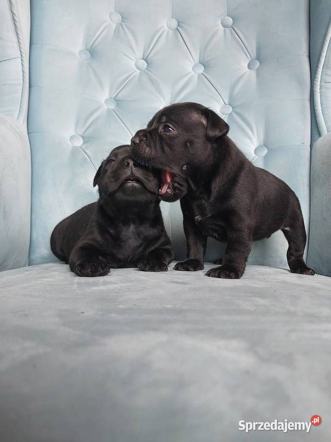 Staffiki Staffordshire buulterier Wieliczka sprzedam