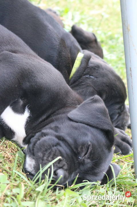 Cane corso szczeniaki ZKwPFCI