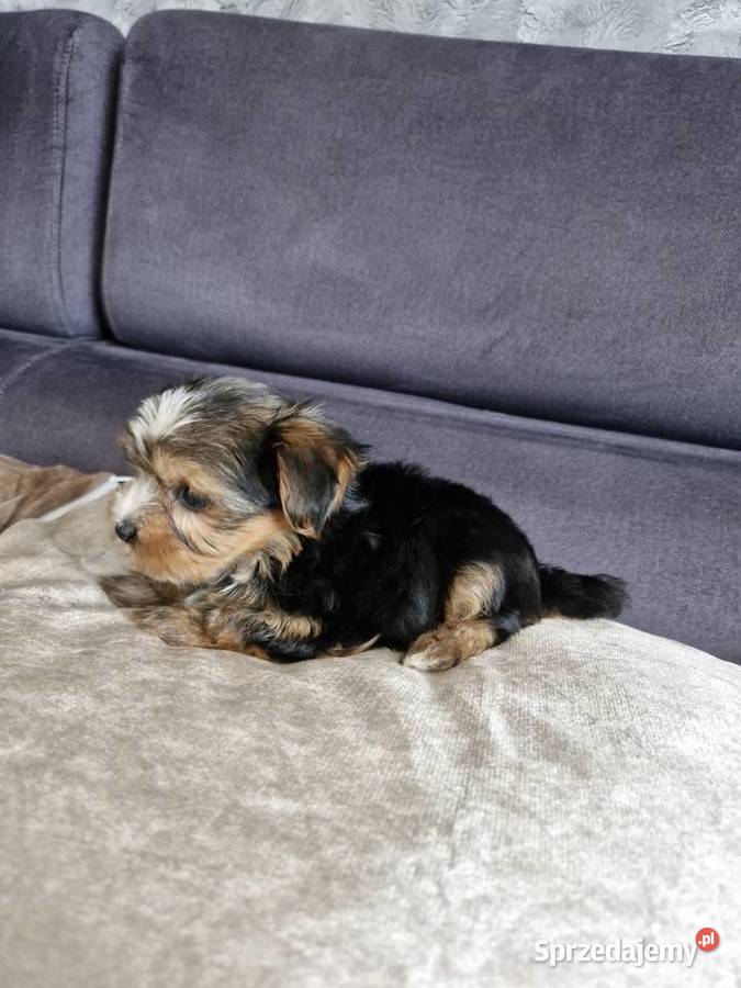 Yorkshire terrier sprzedam piesek i suczkę Morąg