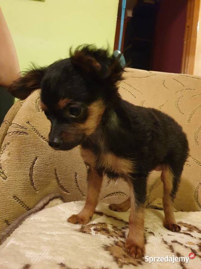 Sprzedam ratlerka Pozostałe Łódź