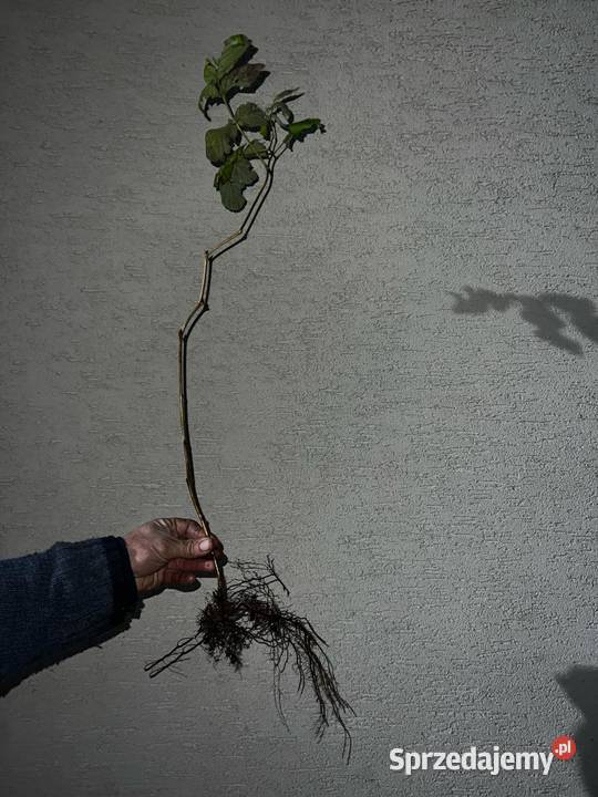 Malina właściwa sadzonki Miododajne