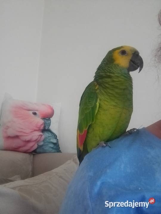 Amazonka niebieskoczelna Wodzisław Śląski