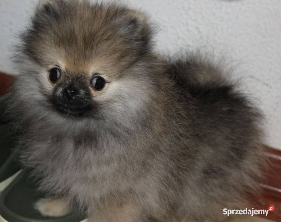 Szpic miniaturowy pomeranian Zdzieszowice sprzedam