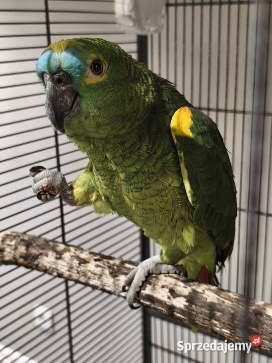 Amazonka niebieskoczelna Olkusz