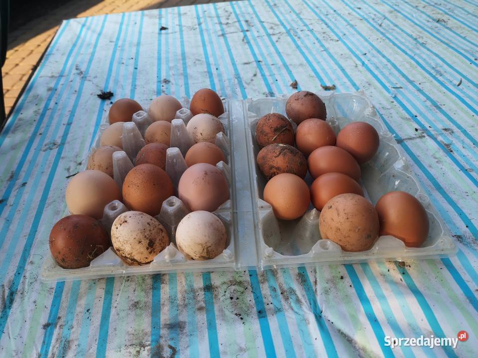 Jajka wiejskie Wilczogóra sprzedam