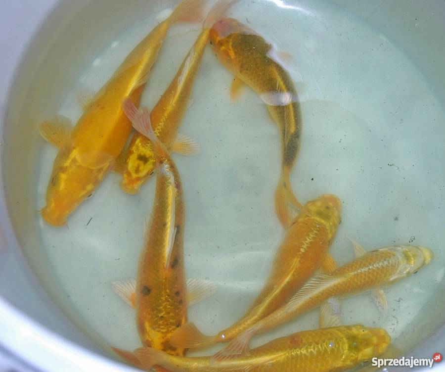 Sprzedam karpiekoi DOITSU YORIGOI Łowicz sprzedam