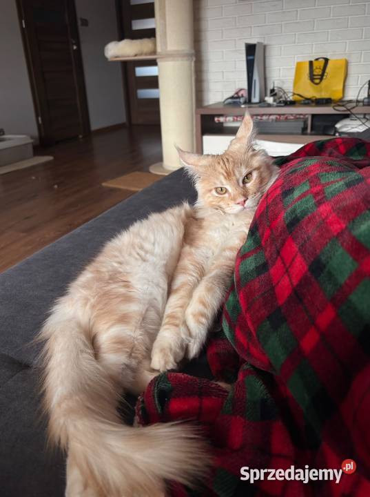 Maine Coon Starogard Gdański