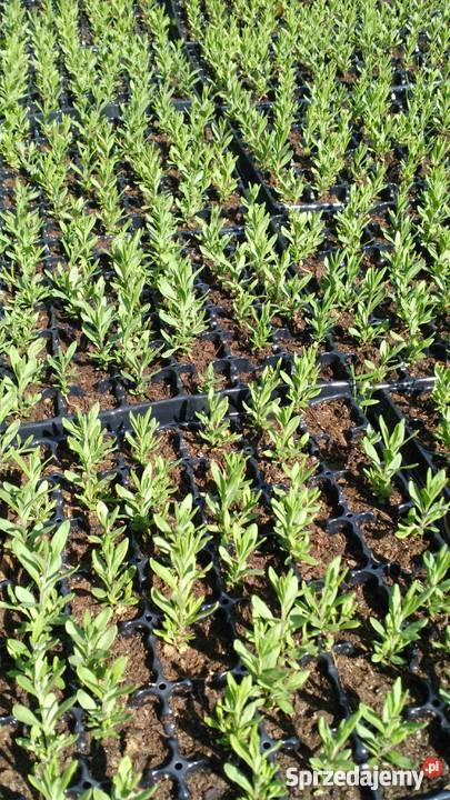 Lawenda wielkopolskie Kalisz