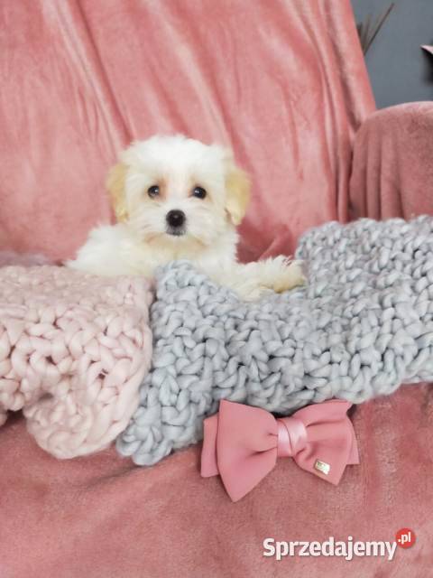 Słodka księżniczka Maltipoo Pudel Toy i mazowieckie Warszawa sprzedam